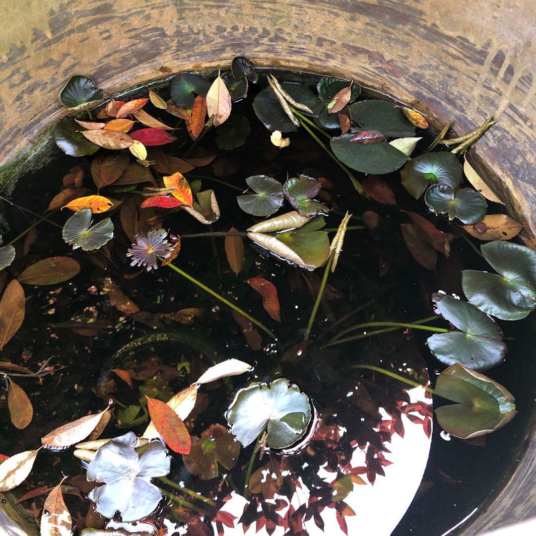 昭和レトロ 陶器製 金魚鉢　骨董品　アンティーク　メダカ　レトロ