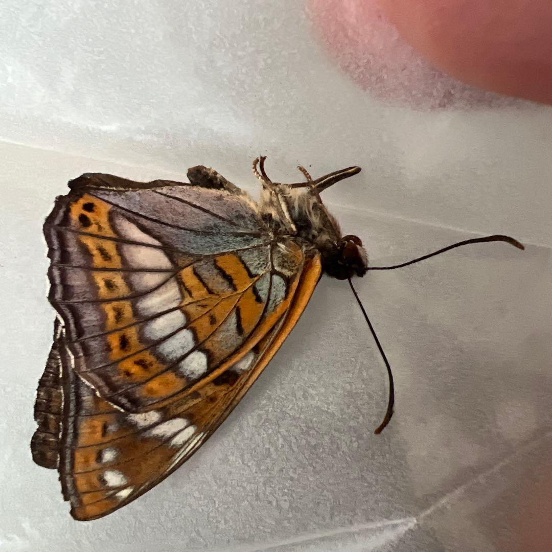 オオイチモンジ　モンゴル産10頭セット