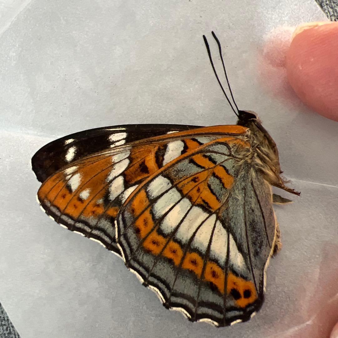 オオイチモンジ　モンゴル産10頭セット