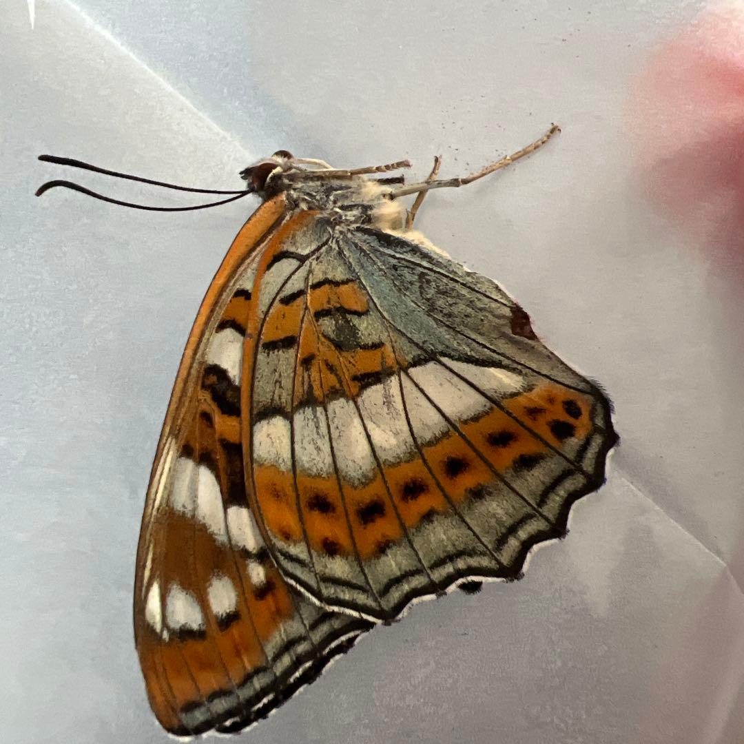 オオイチモンジ　モンゴル産10頭セット