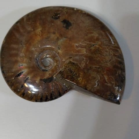 アンモナイト化石  550グラムBIG