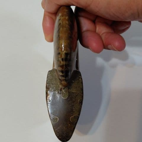 アンモナイト化石  550グラムBIG