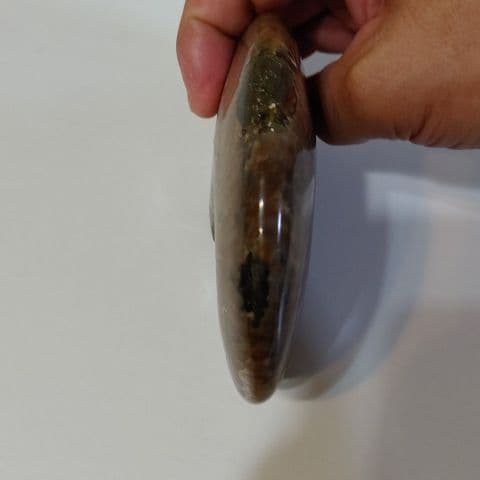 アンモナイト化石  550グラムBIG