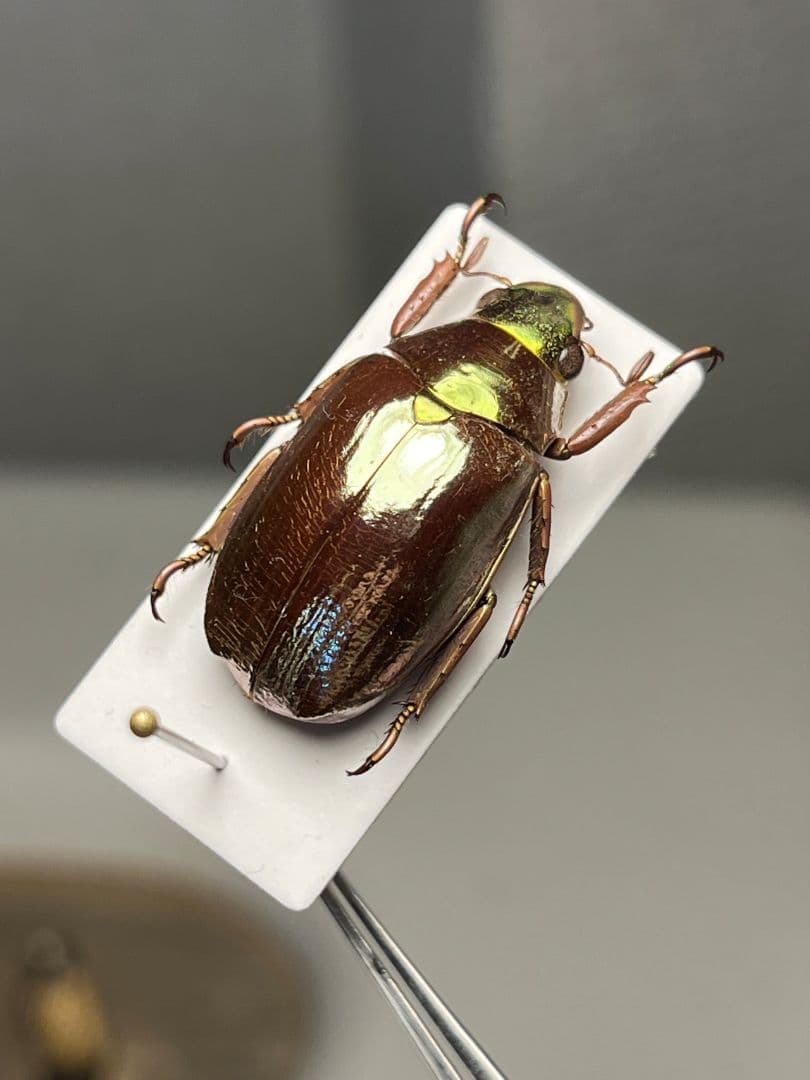 【23mm】オプティマプラチナコガネ 標本 頭が金！カナブン ウグイスコガネ