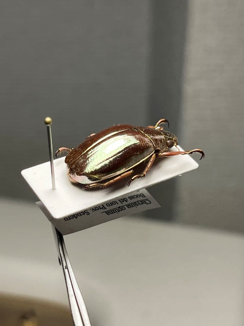 【23mm】オプティマプラチナコガネ 標本 頭が金！カナブン ウグイスコガネ