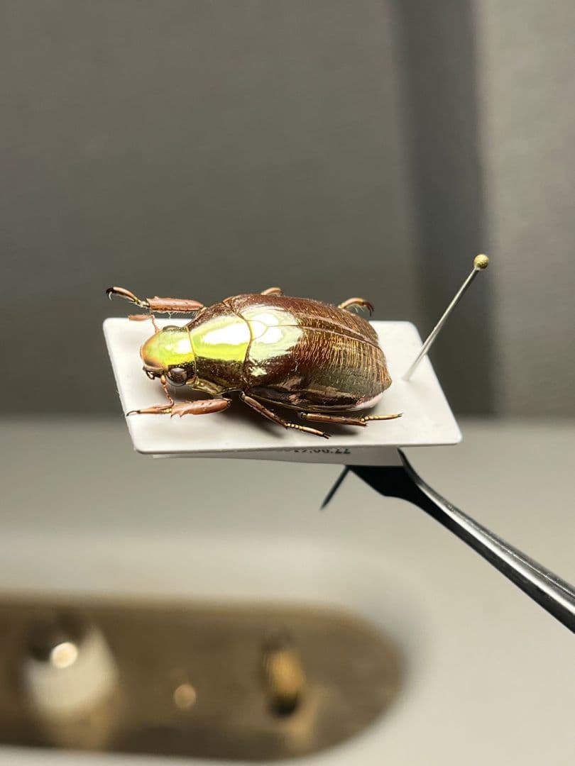 【23mm】オプティマプラチナコガネ 標本 頭が金！カナブン ウグイスコガネ