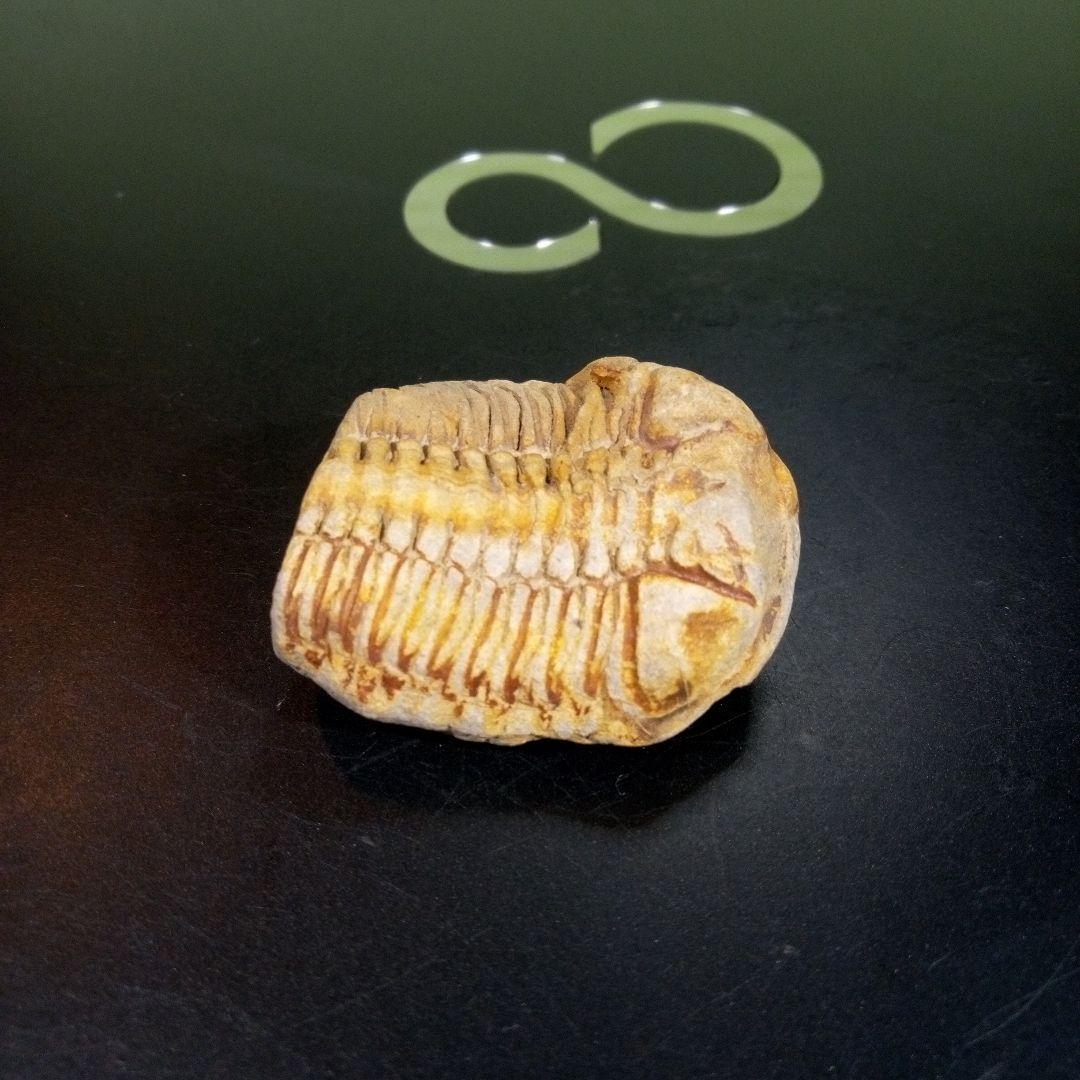 三葉虫　化石　fossil　ボリビア産　トライロバイト　三葉虫個体④