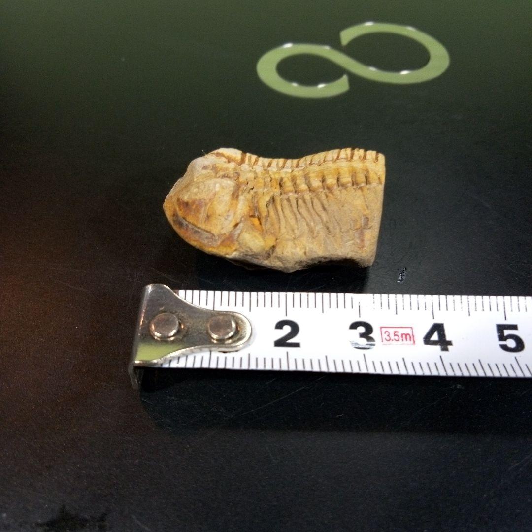 三葉虫　化石　fossil　ボリビア産　トライロバイト　三葉虫個体④