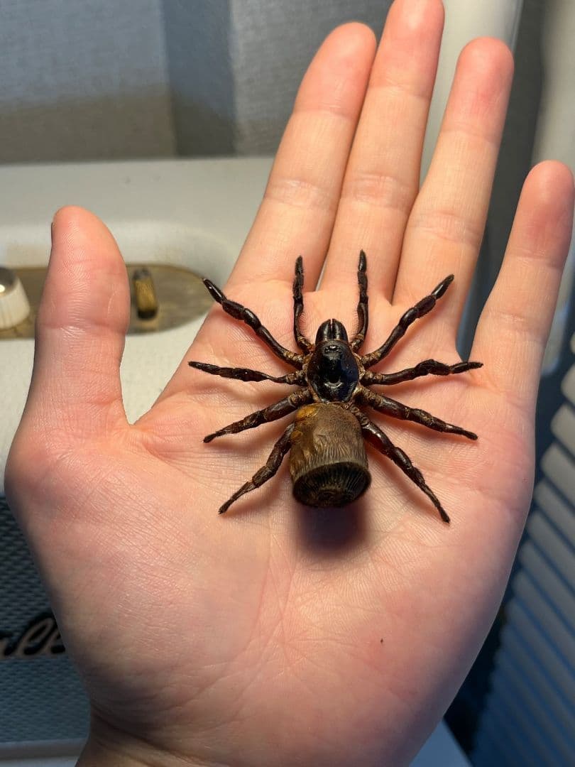 【BIG】シリキレグモ トラップドアスパイダー タランチュラ ムカデ 昆虫標本