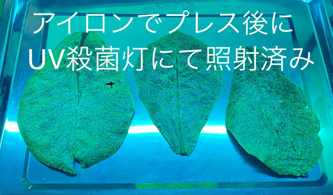 沖縄県やんばる産マジックリーフ 2kg UV殺菌灯照射済み①