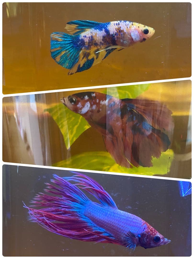 沖縄県やんばる産マジックリーフ 2kg UV殺菌灯照射済み①