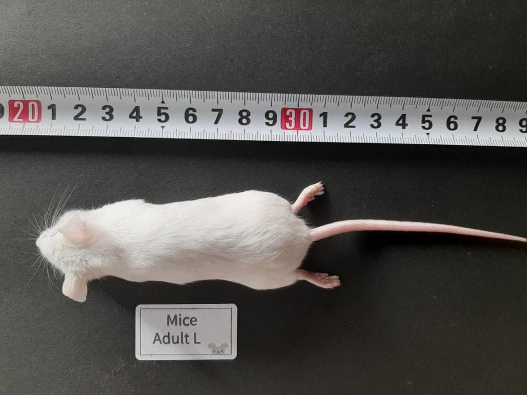国産 冷凍マウスアダルト L 50匹 (送料無料一部地域発送不可)