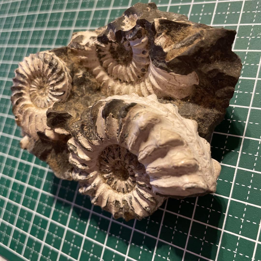 アンモナイト母岩付き化石