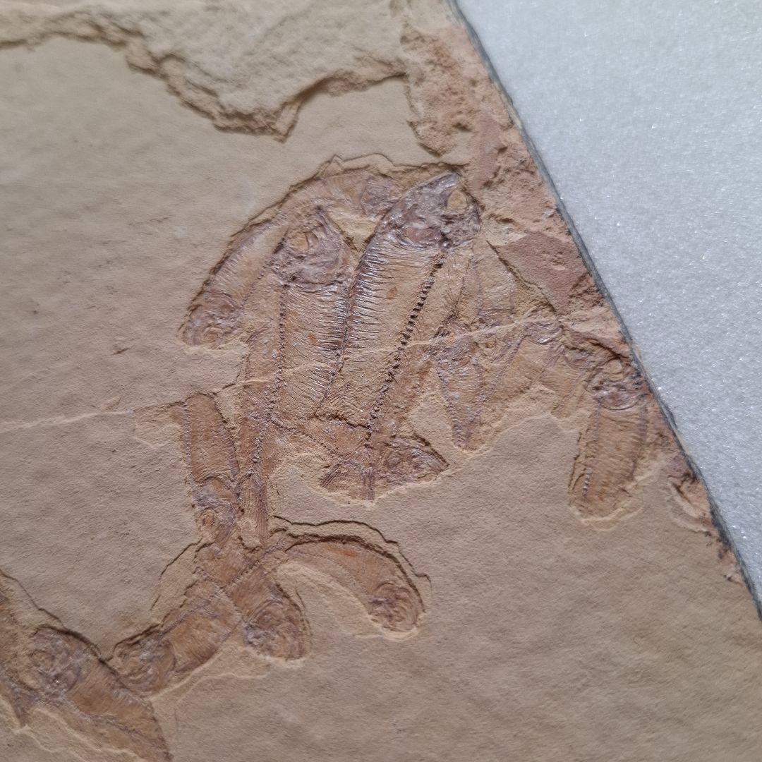 5500万年前の魚化石　ナイティア　Knightia　群体化石　新生代第三紀