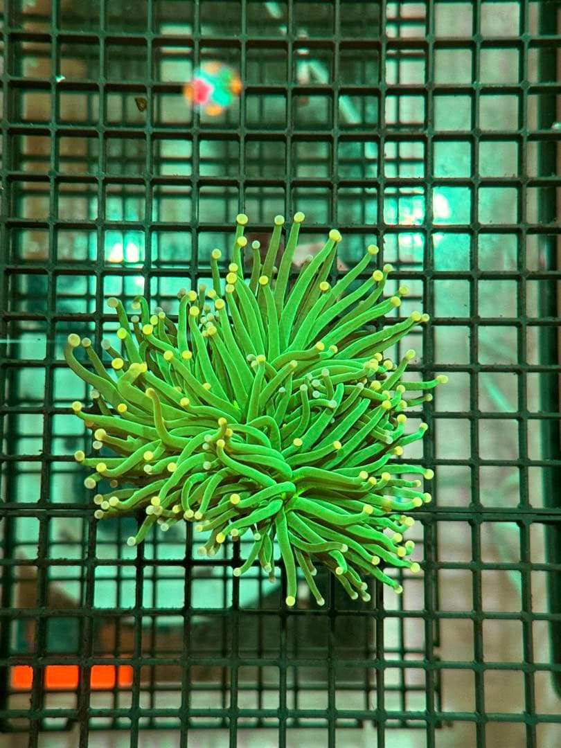 スポポビッチ 專用