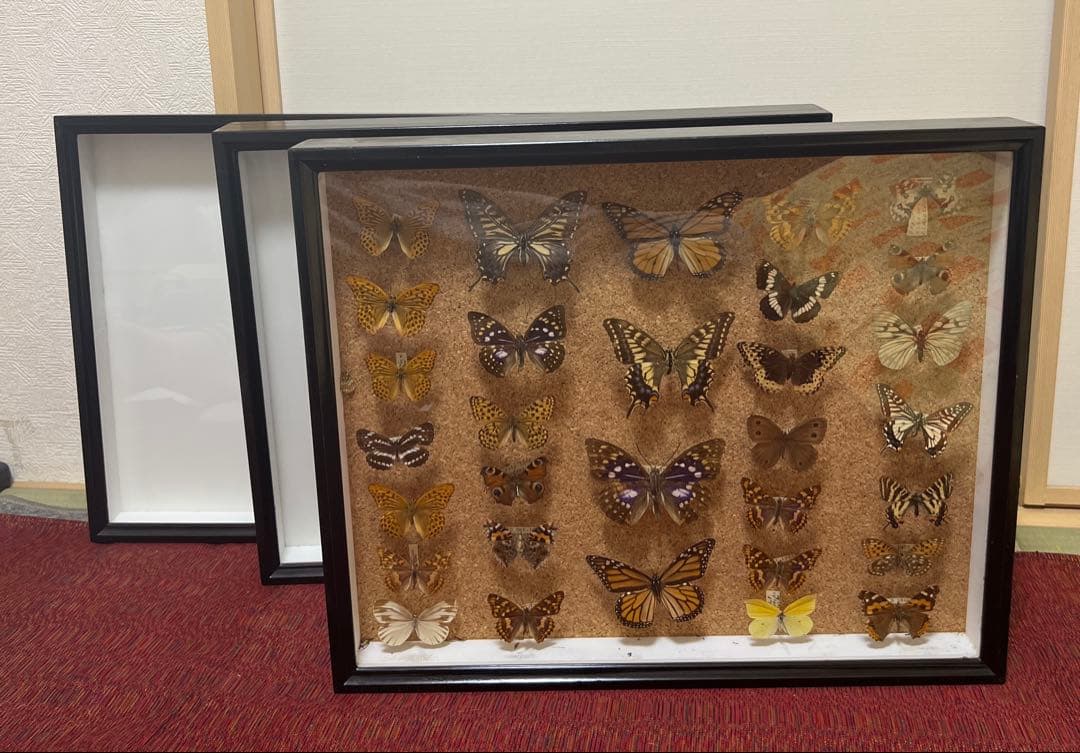 ドイツ空箱2点と蝶標本1点3セット 黒50x42x6cm蝶か30匹現状品のみ