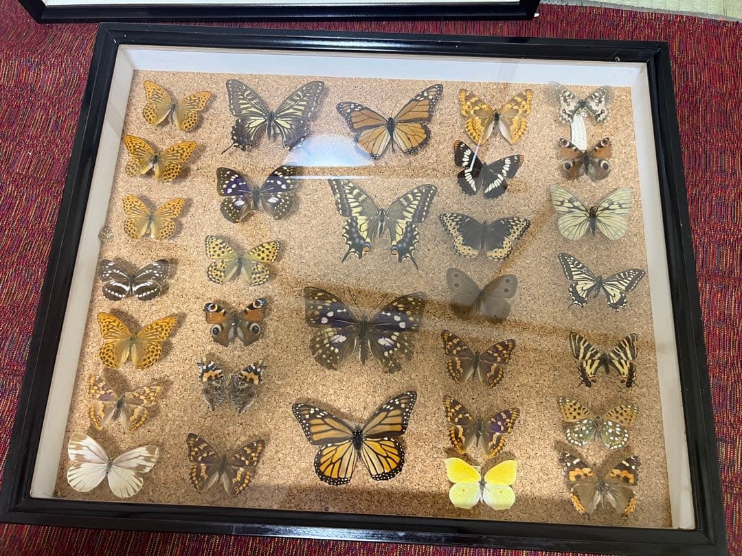 ドイツ空箱2点と蝶標本1点3セット 黒50x42x6cm蝶か30匹現状品のみ