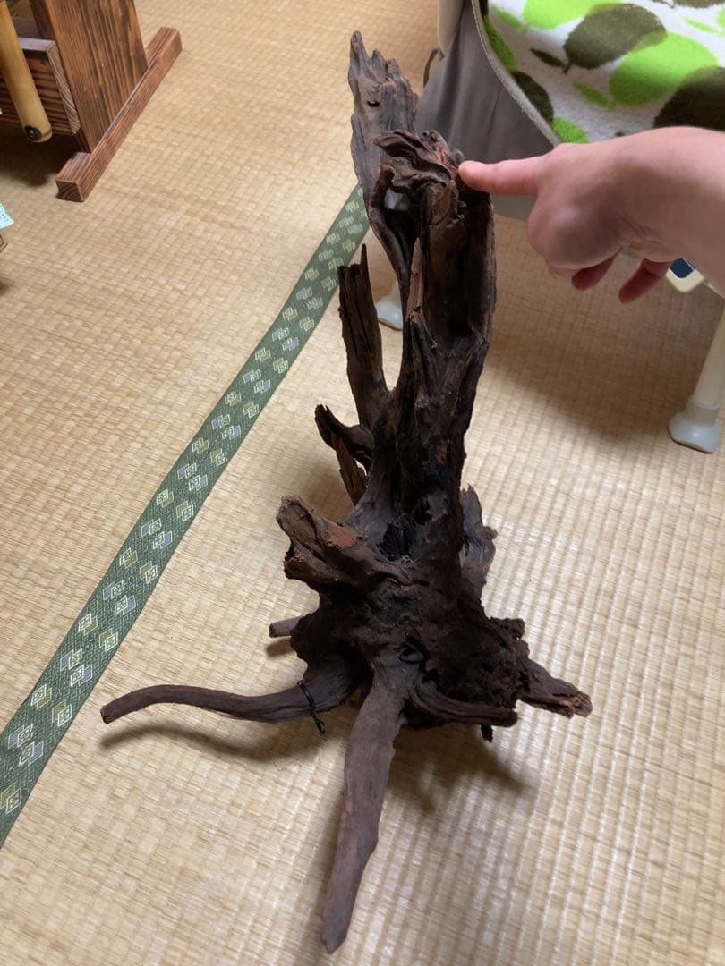 ホーンウッド　ada アクアリウム　流木　水草レイアウト　水槽