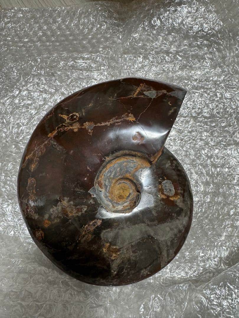 巨大アンモナイト化石
