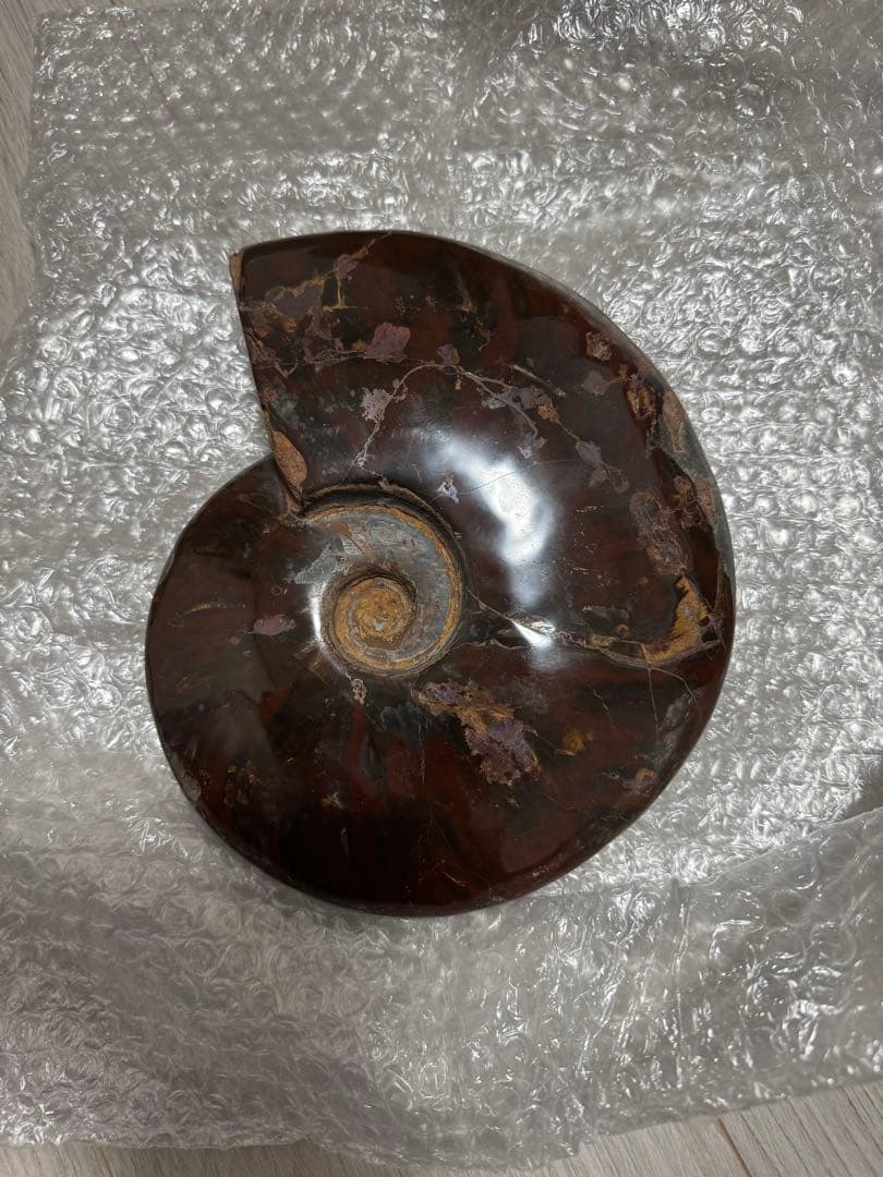 巨大アンモナイト化石