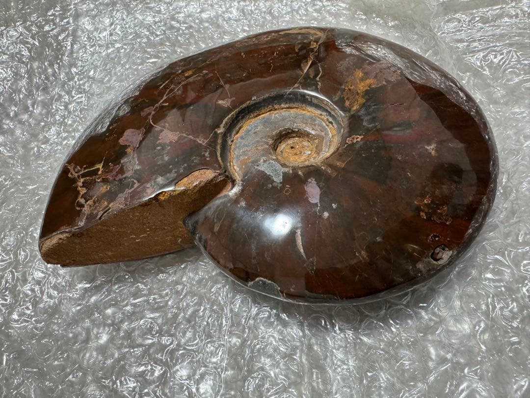 巨大アンモナイト化石