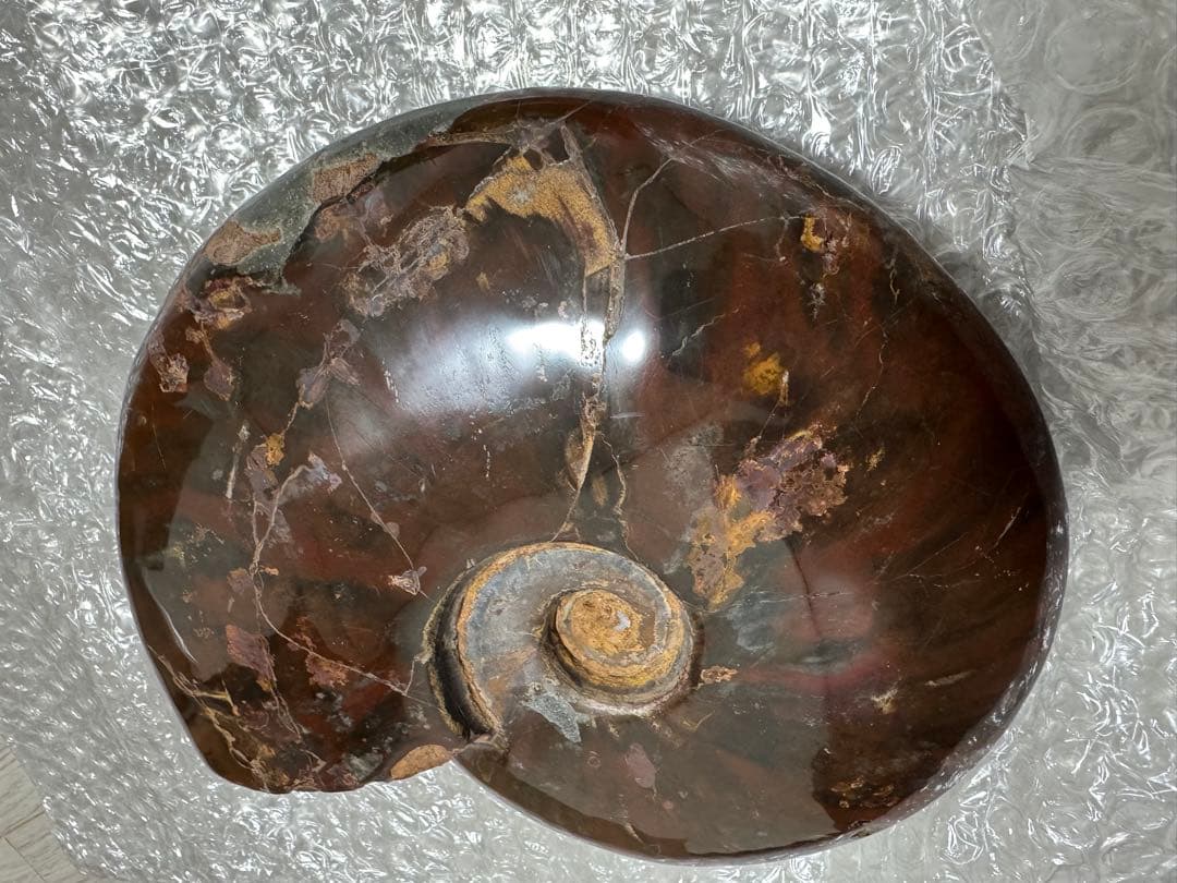 巨大アンモナイト化石