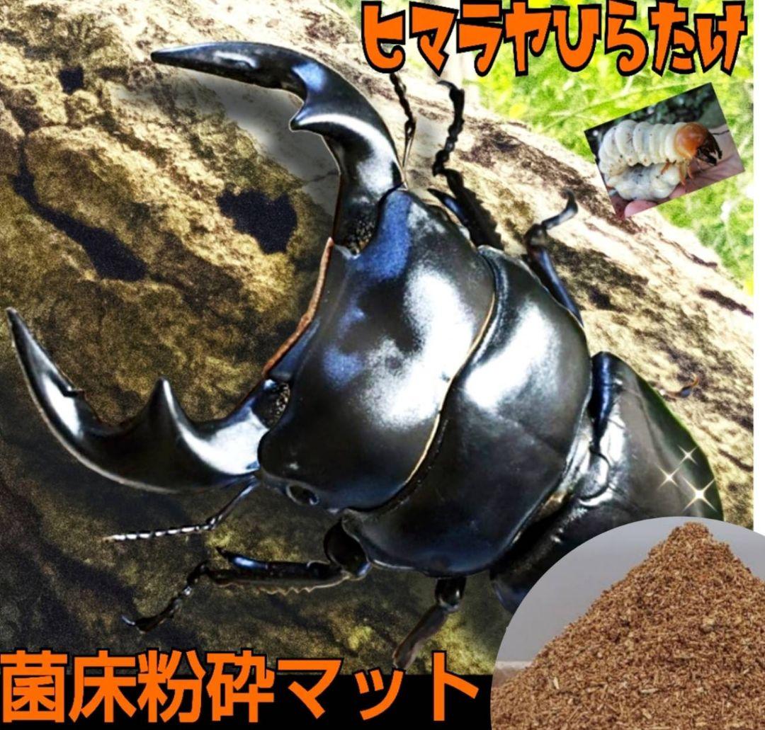 菌床粉砕クワガタマット【30L】ボトルやカップに詰めるだけ！菌糸瓶より経済的！