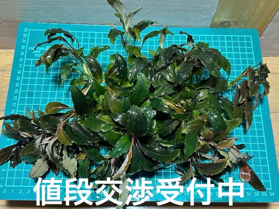 溶岩石活着！特大群生水中葉！ブセファランドラsp. 選べるオマケ付き。