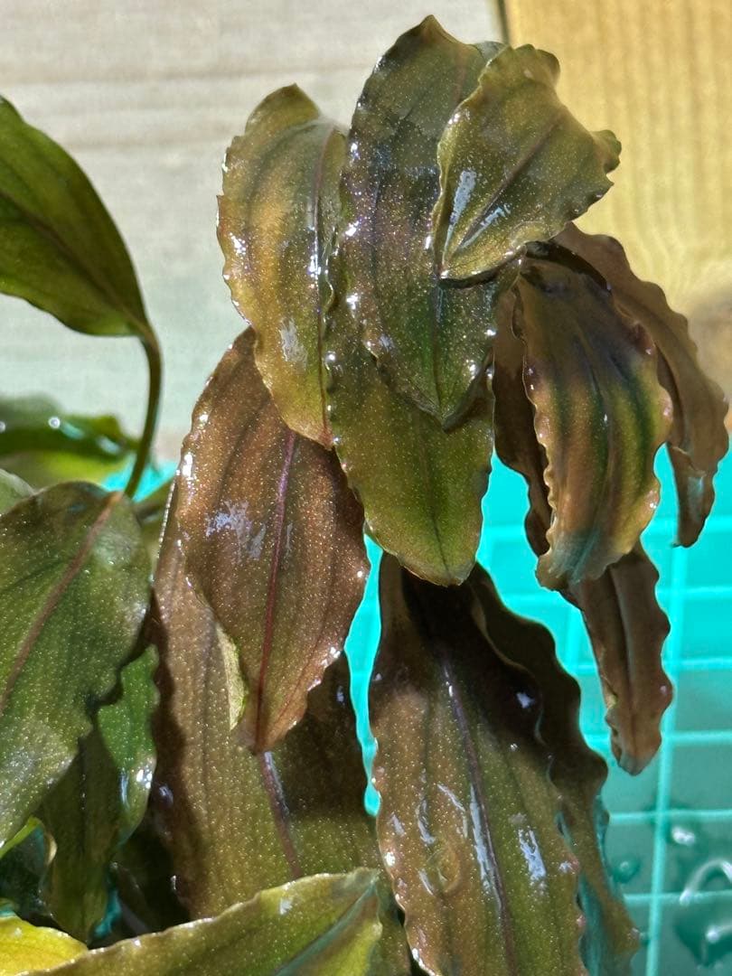 溶岩石活着！特大群生水中葉！ブセファランドラsp. 選べるオマケ付き。