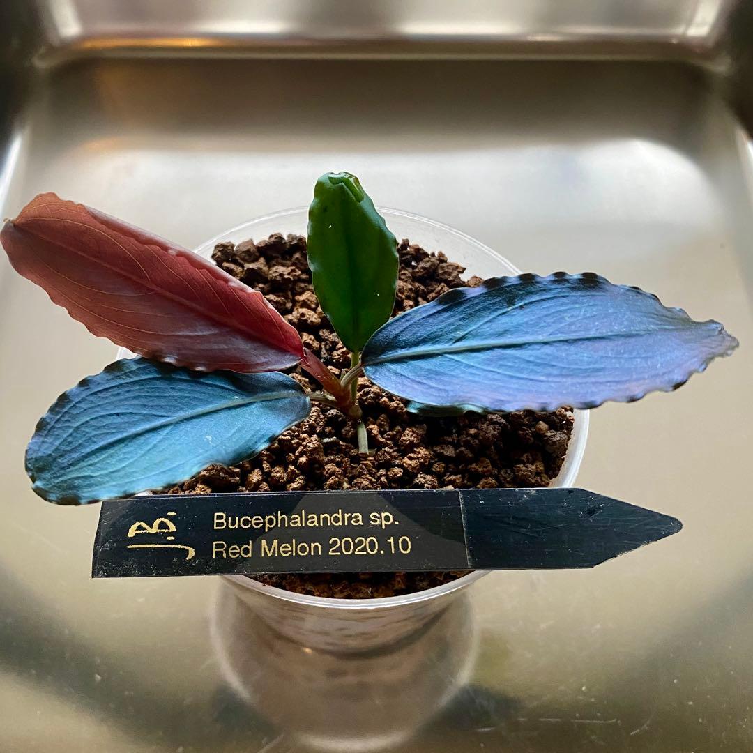 Bucephalandra sp.Red melon レッドメロン JB