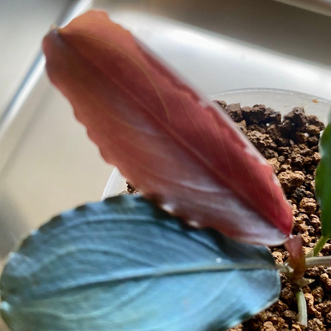 Bucephalandra sp.Red melon レッドメロン JB