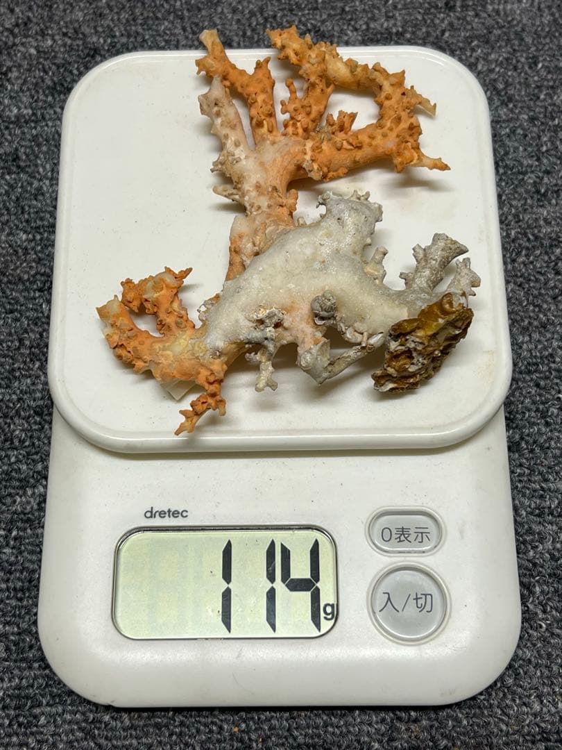 珊瑚　珊瑚原木　本サンゴ BL2-4