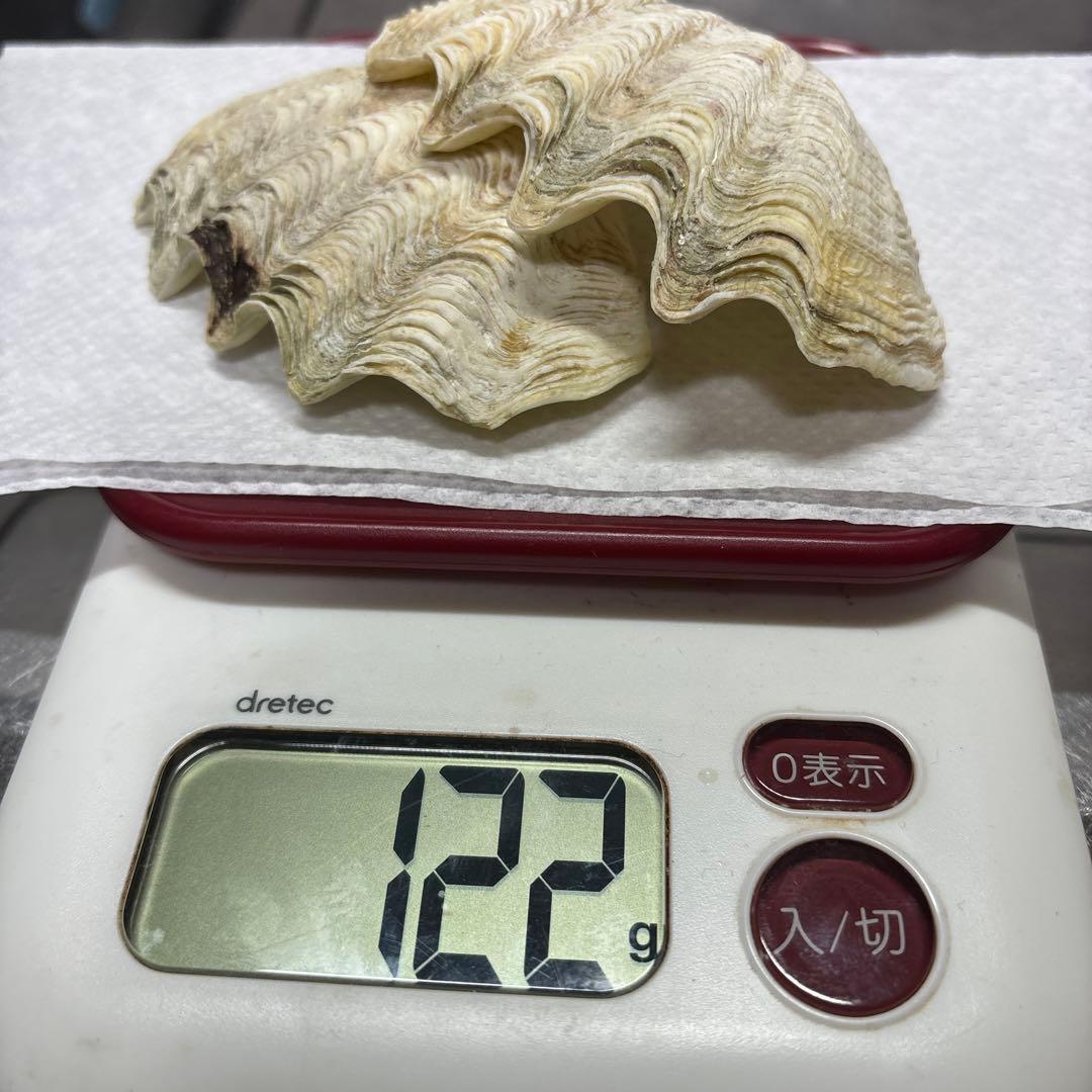 沖縄県産、シャコ貝殻