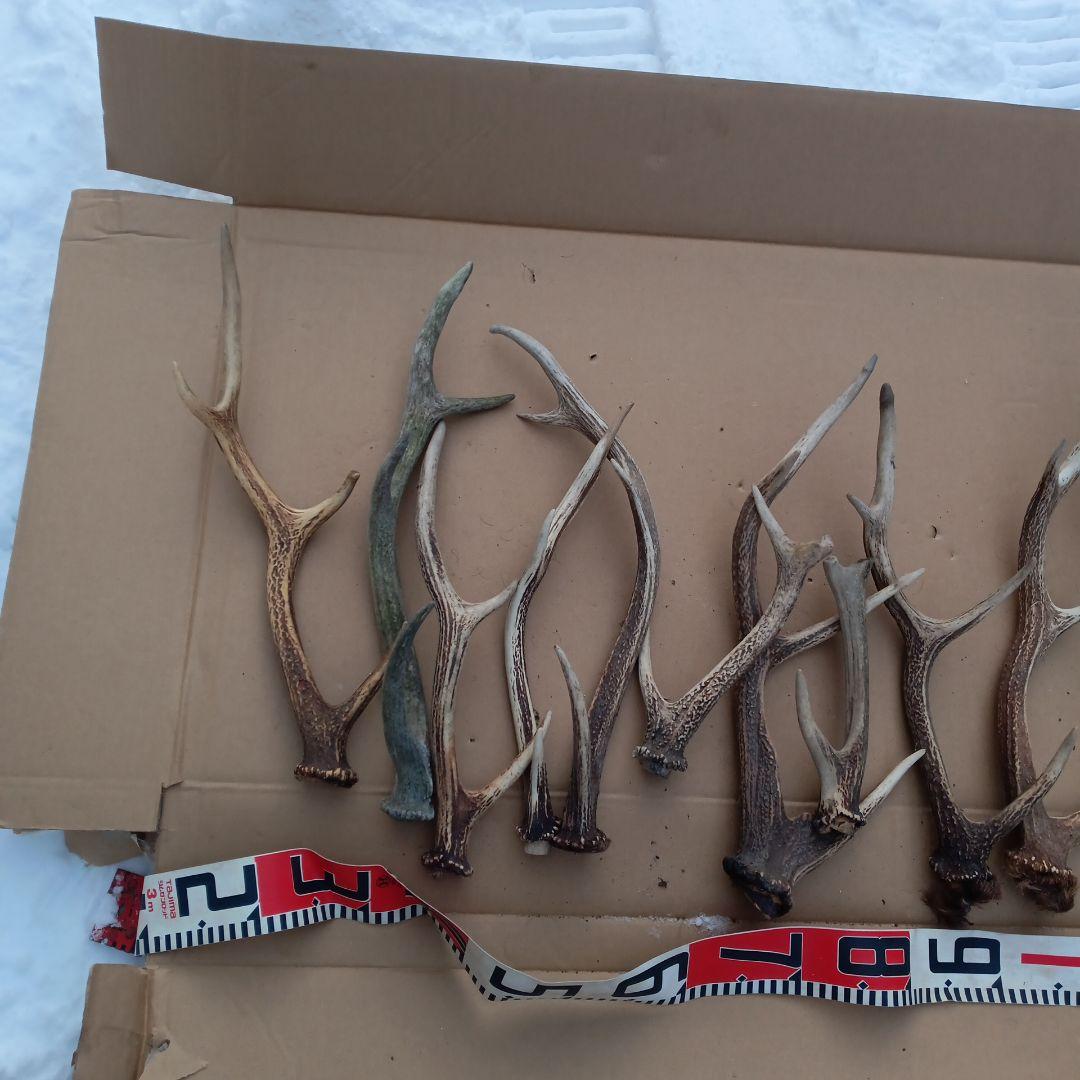 鹿の角 犬用おもちゃ 工芸品などにどうぞ ３０番