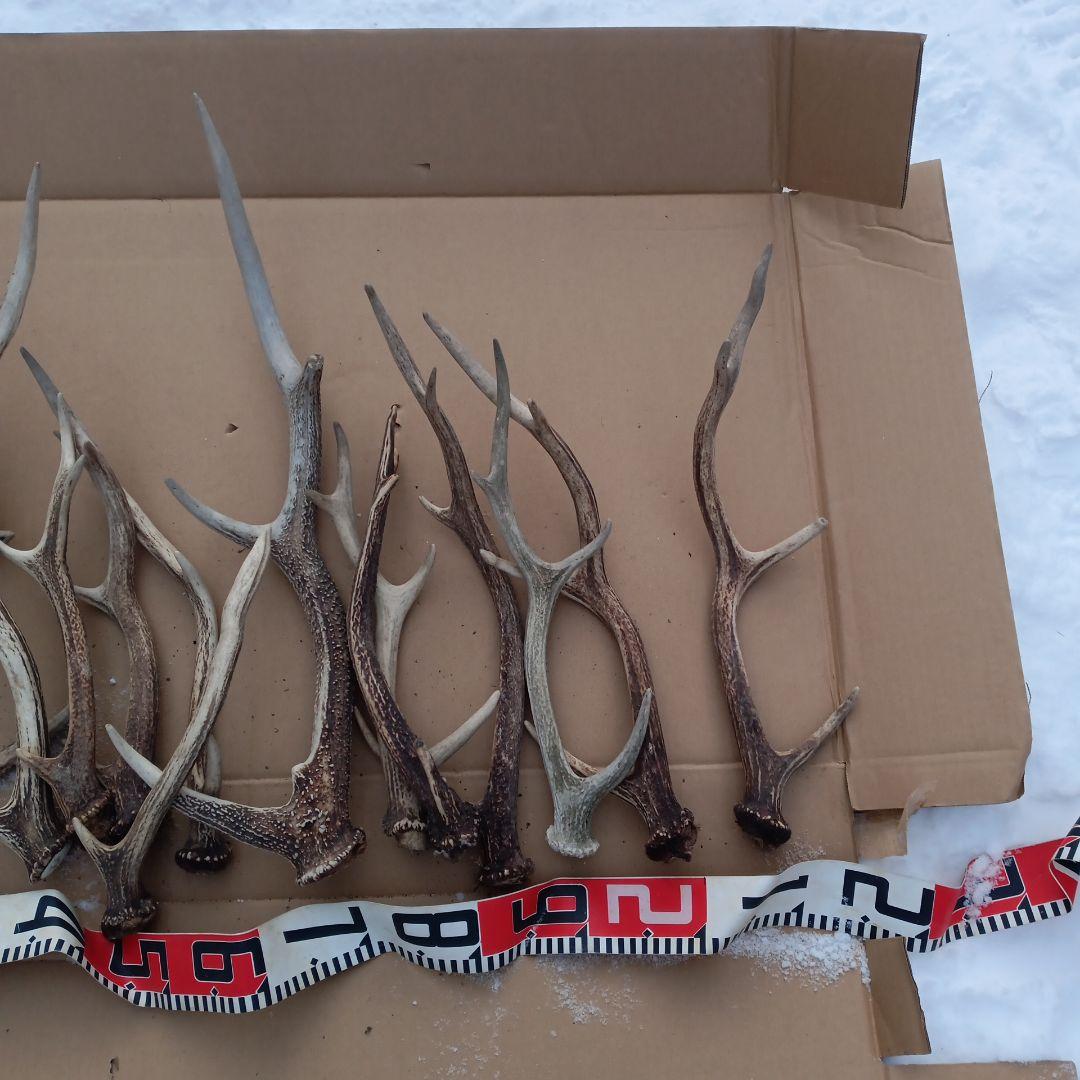 鹿の角 犬用おもちゃ 工芸品などにどうぞ ３０番