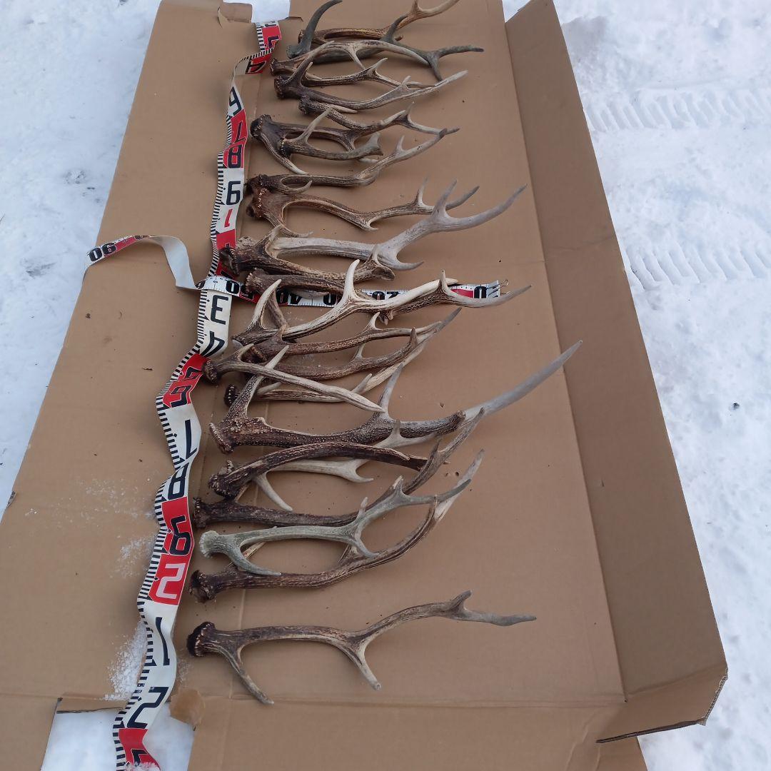 鹿の角 犬用おもちゃ 工芸品などにどうぞ ３０番