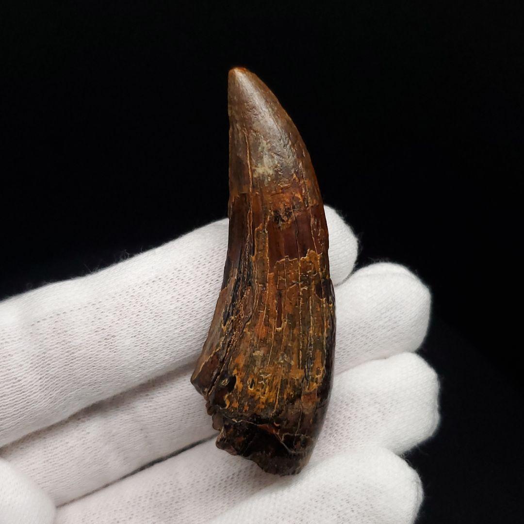 希少 スコミムス 化石 本物 二ジェール産 56.84mm fr143