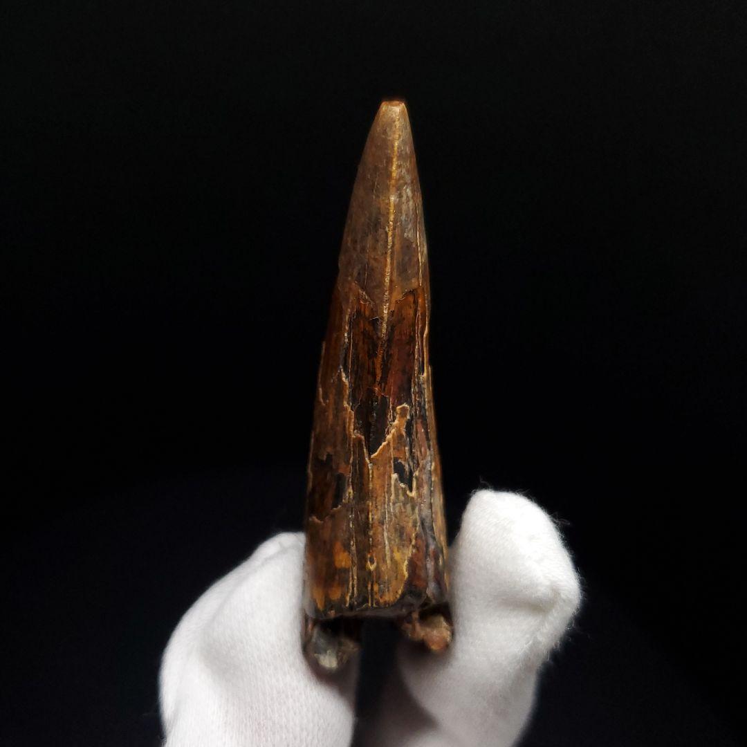 希少 スコミムス 化石 本物 二ジェール産 56.84mm fr143