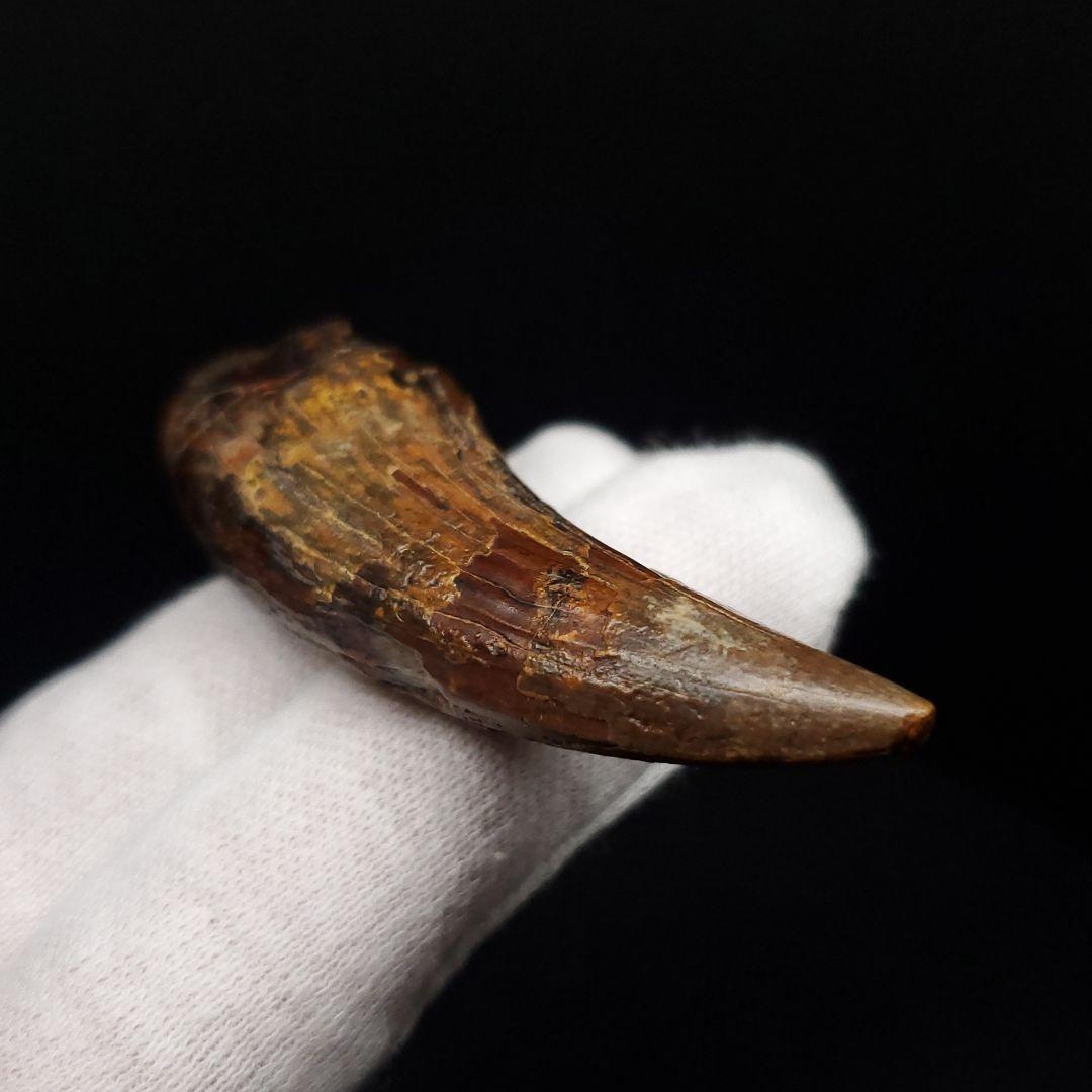 希少 スコミムス 化石 本物 二ジェール産 56.84mm fr143