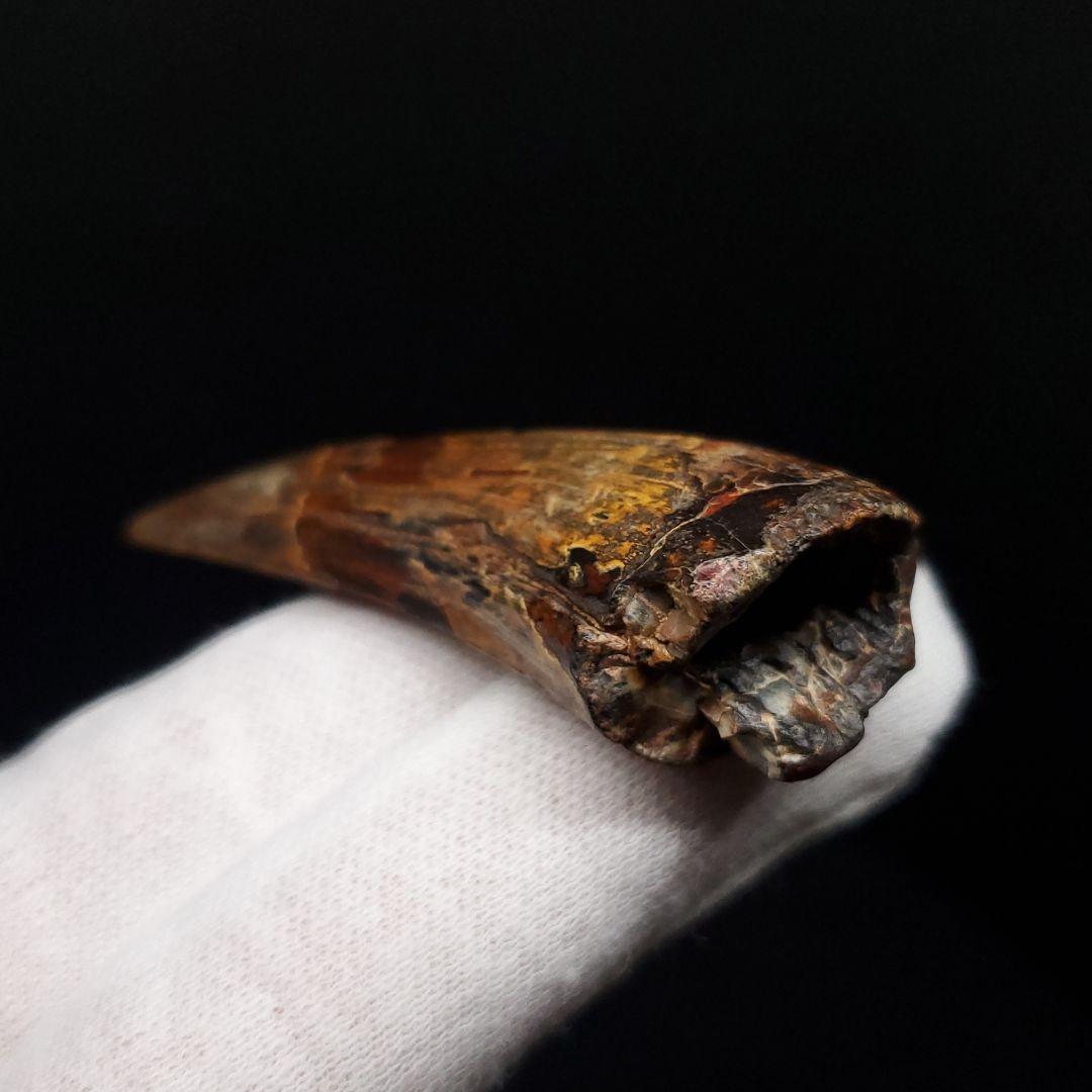 希少 スコミムス 化石 本物 二ジェール産 56.84mm fr143