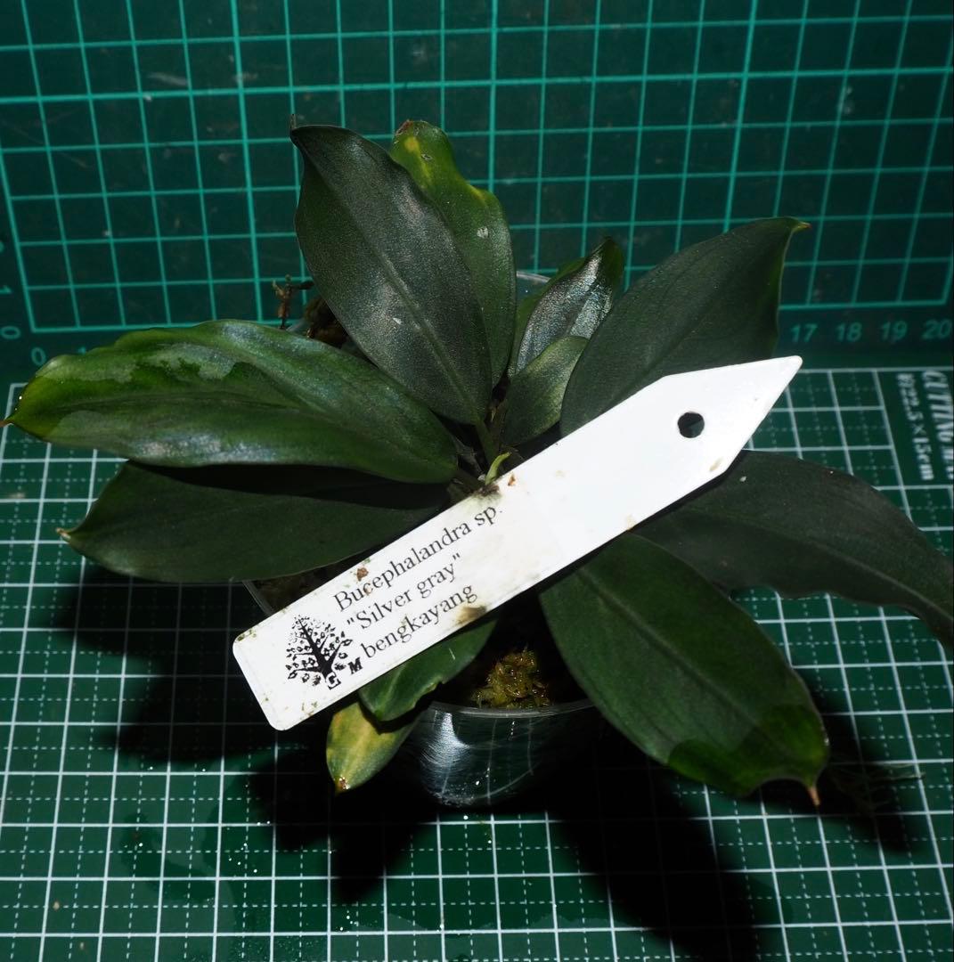 水草 Bucephalandra sp.\"Silver gray\"