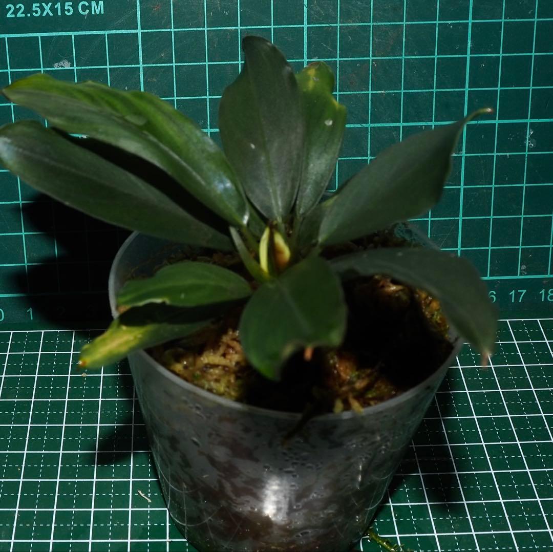 水草 Bucephalandra sp.\"Silver gray\"