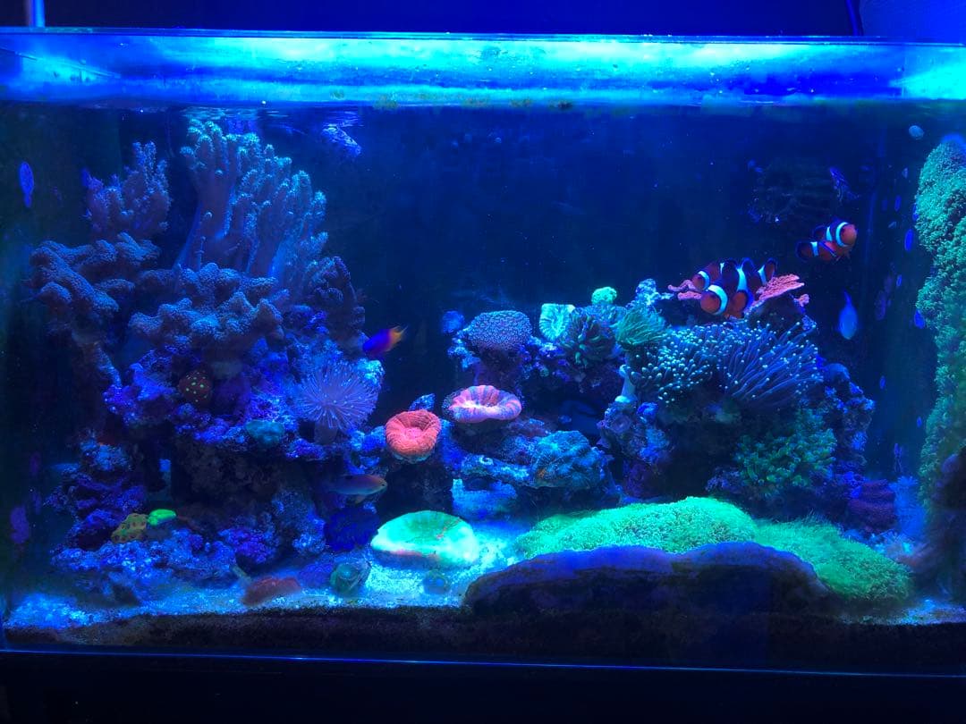 海水魚用品 NEMO LIGHT T140