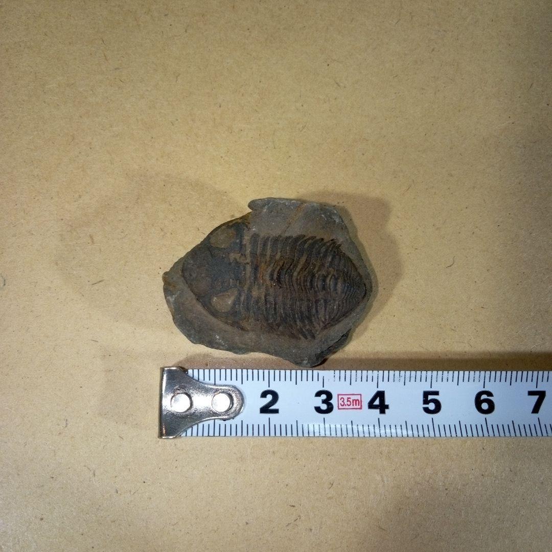 三葉虫　化石　三葉虫化石　究極のレトロ　fossil　ボリビア産　化石管理番号⑨