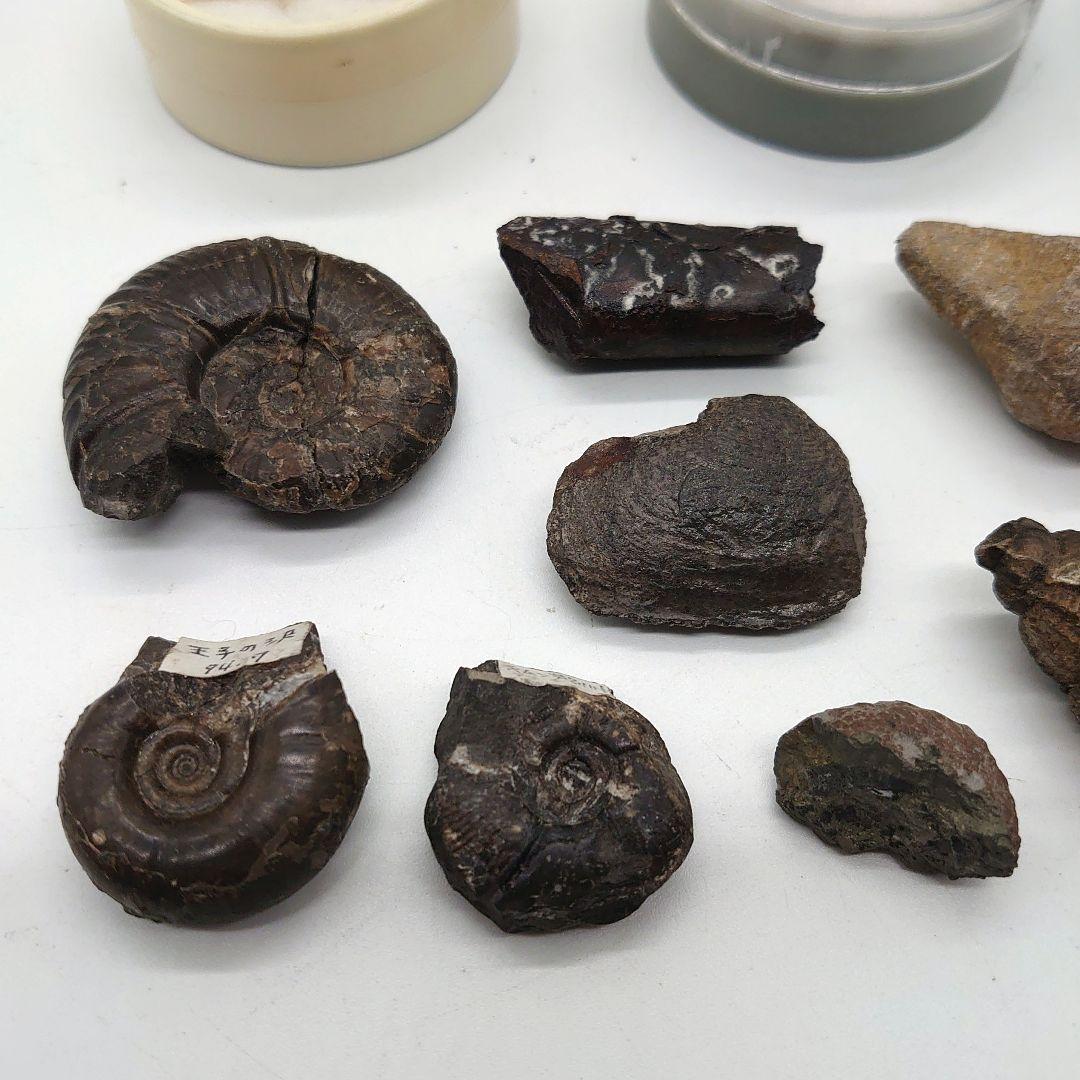 化石 ストーン 海外 標本 アンティーク まとめ売り