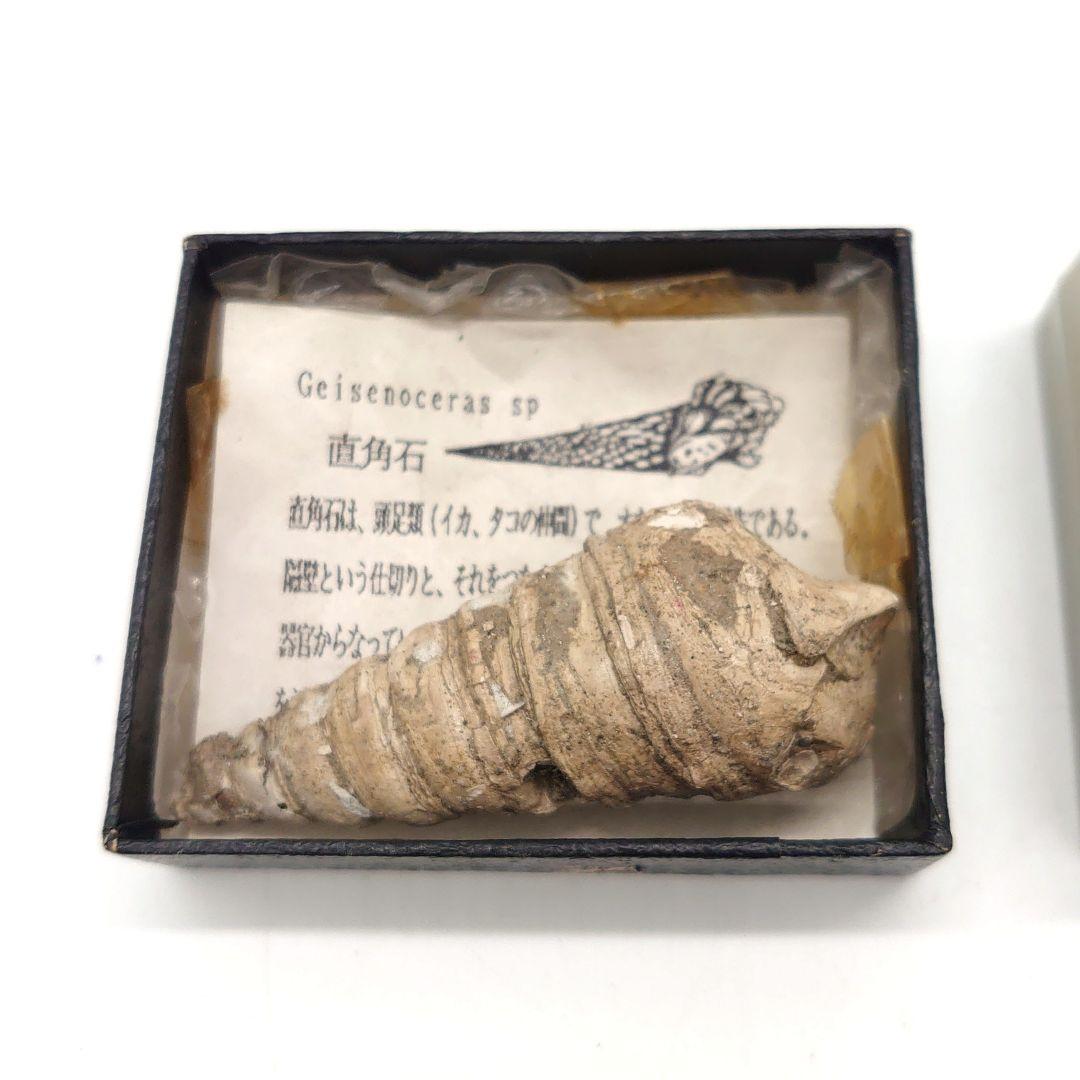 化石 ストーン 海外 標本 アンティーク まとめ売り