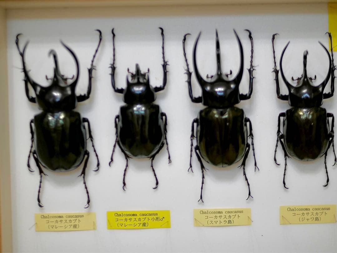 昆虫標本 コーカサスカブト各種 世界産地別コレクション研究用大型ドイツ箱