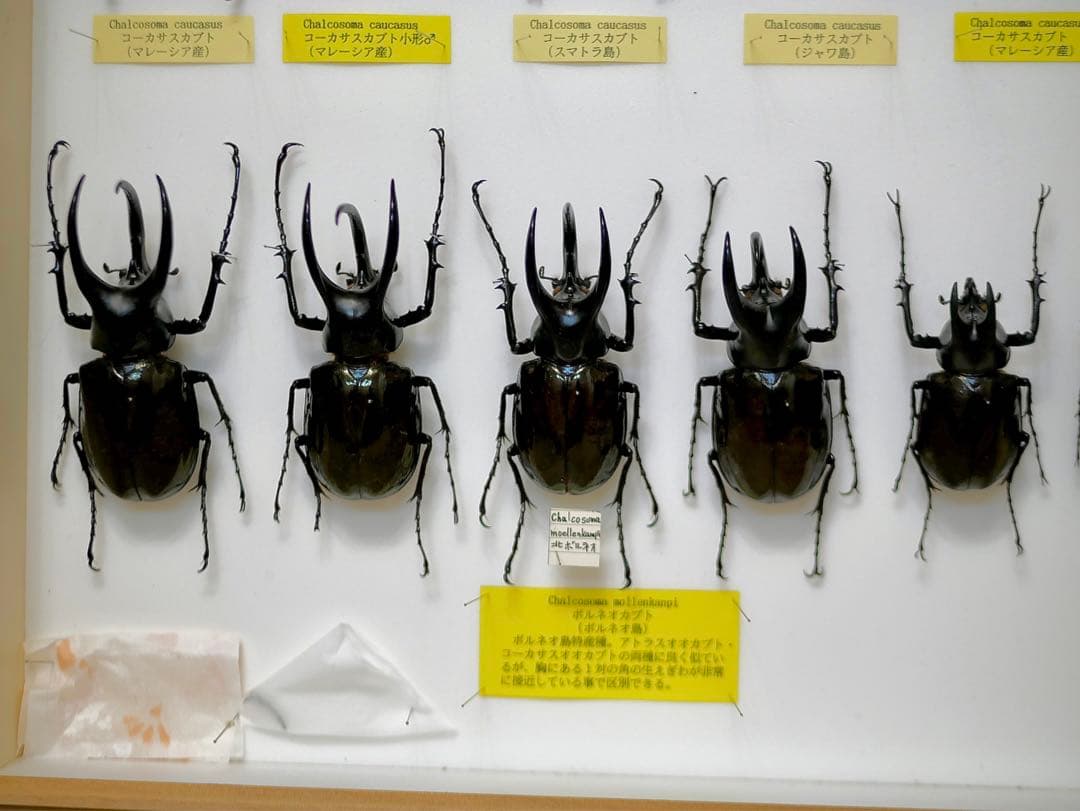 昆虫標本 コーカサスカブト各種 世界産地別コレクション研究用大型ドイツ箱