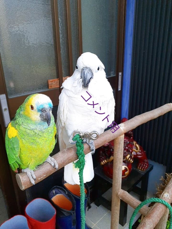 オウム&インコスタンド&止まり木{コメント用}