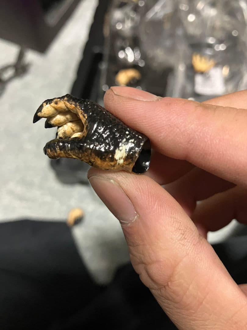 ホットトイズ　ケルティックプレデター　訳あり